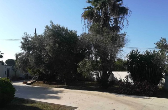 Le jardin des olives