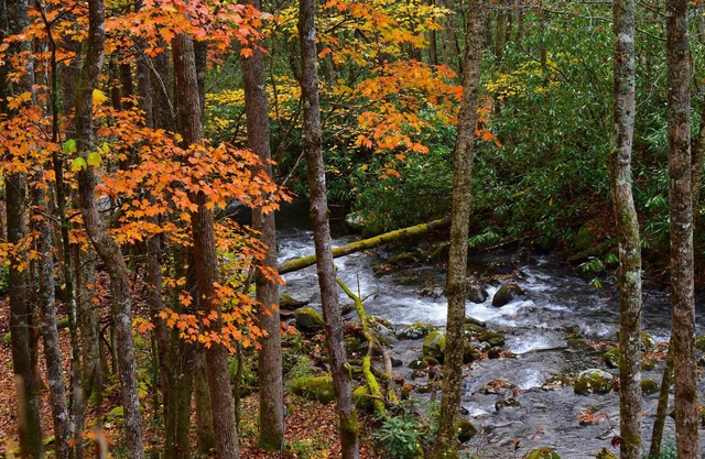 Le Owl's Perch-backwoods bnb donnant sur le plus joli ruisseau de Robbinsville, NC