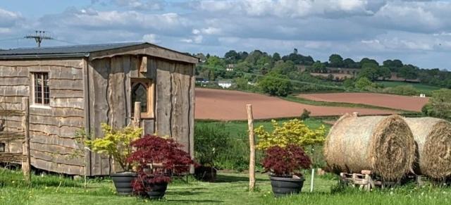 The Queen Bee Cabin