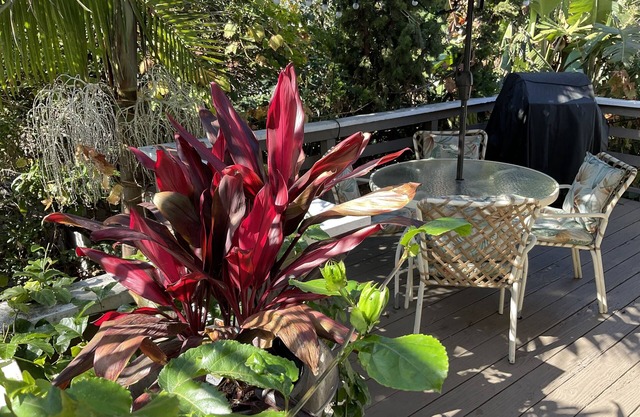 “The Tree House” near beach, 2King beds, free parking, no extra cleaning fees