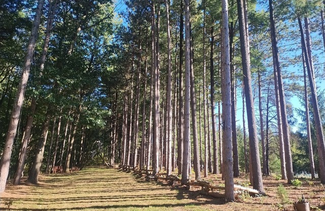 Tranquil Country Stay Among Pines 6 miles from Culver. 39 mile from Notre Dame.