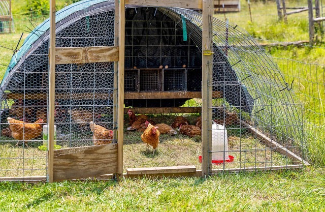 Tranquil Farm Yurt - Mountain View