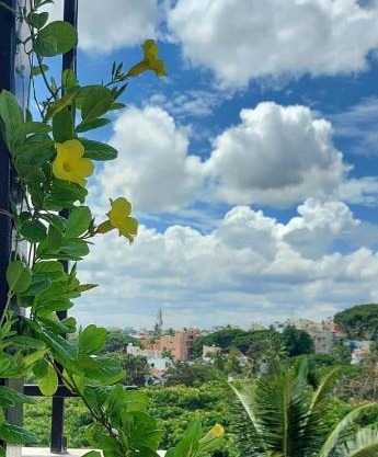 Tree Top