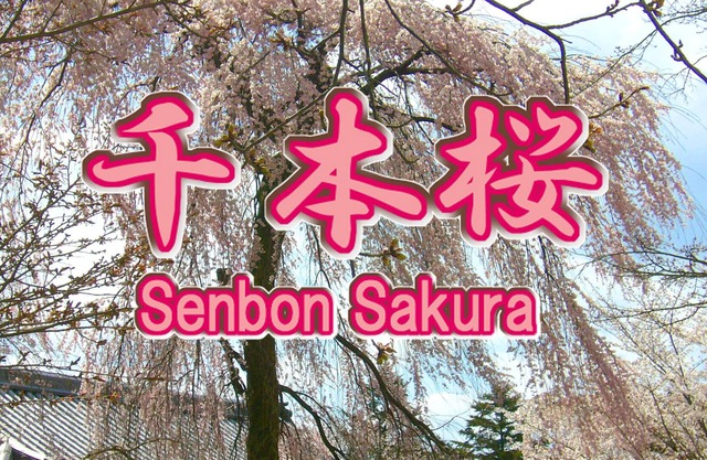 ◎ Plan pas cher Uji "Senbonzakura" (* Rouvrir le prix spécial et les frais de nettoyage gratuits!)