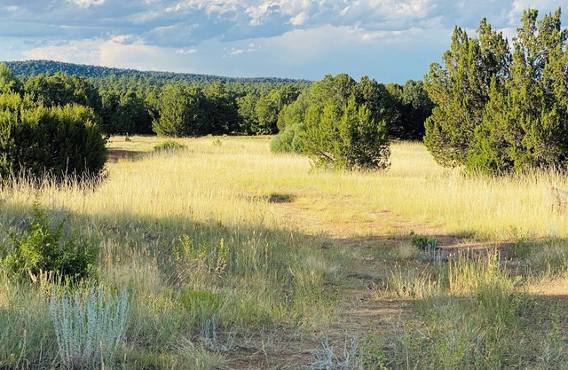 Under The Stars Colorado campground. 420. Bring Your TENTS! Lots of trees.