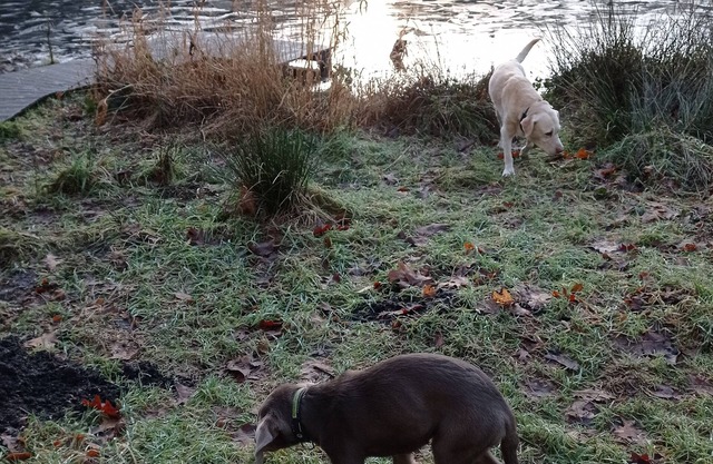 Holiday apartment with garden with dogs in the Hüttner mountains