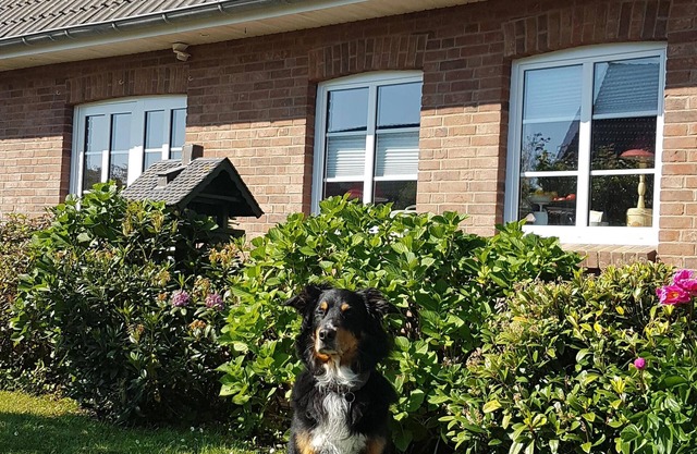 Vacances avec un chien en Frise du Nord