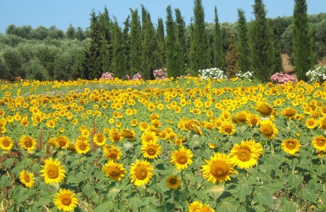 Villa Giulia Follonica - Maison de campagne de vacances dans la côte toscane
