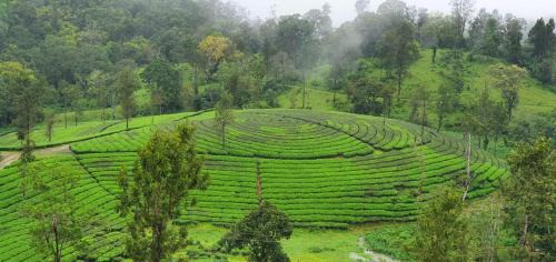 VLP home stay