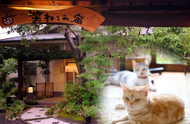 Waraneko no Yado