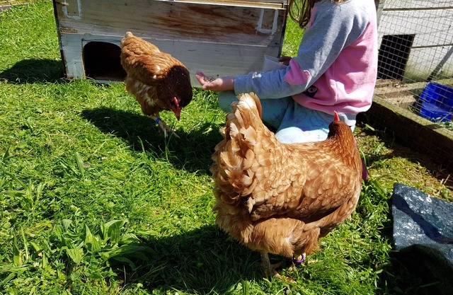 Chaleur paisible et paisible ferme Bach Farmstay Rotorua