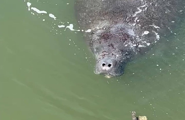 WATERFRONT, Manatees and Dolphins, Private Madeira Beach Johns Pass OASIS side B