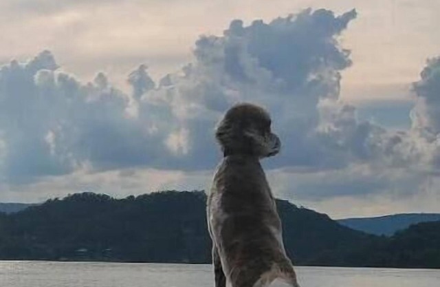 Watts Bar Lake The Thomas House 2489 River Rd. Kingston TN 37763