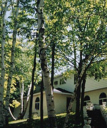 White Birch Inn