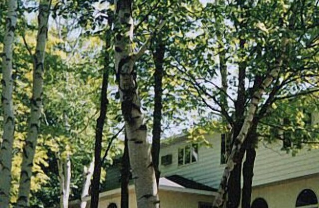 White Birch Inn