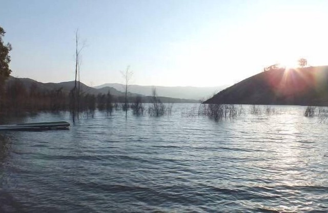Saule blanc s'échappe - Macs Cove - Tranquillité totale