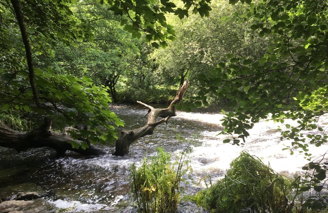 Listé pour la première fois! Maison entière au bord de la rivière Dart et du domaine Dartington