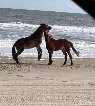 Wild Horse Inn