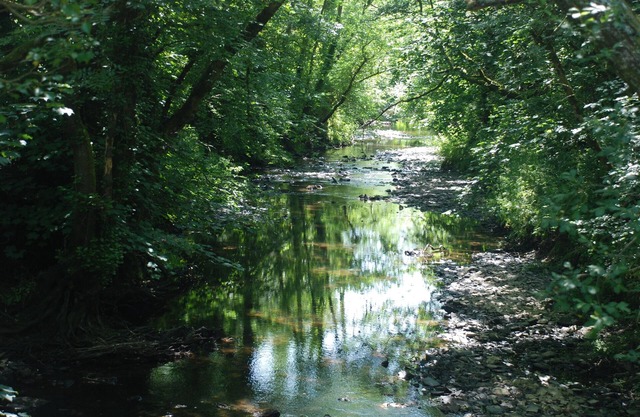 Havre de vie sauvage avec rivière