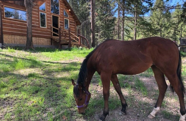 Quarter Horse Hideout