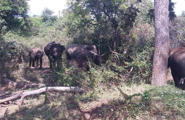 Yala Big Game Drive with Heina Eco Team