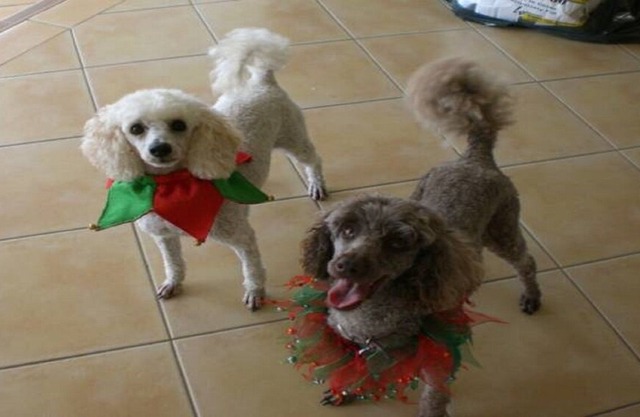 Yarramin Park Farmstay - Pet Friendly, Couples Retreat.