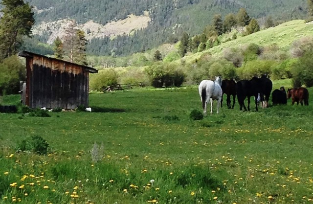 Yellowstone Park - Cabin On Private Creek, autres logements, à proximité des activités