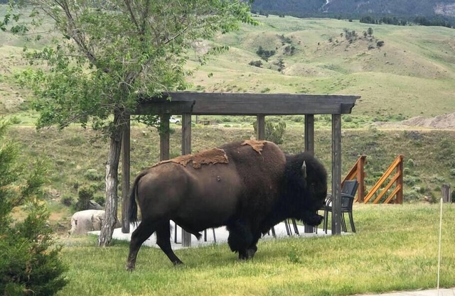 Yellowstone Riverside 3 Bedrooms 2.5 Bathroom Home with Panoramic Park Views