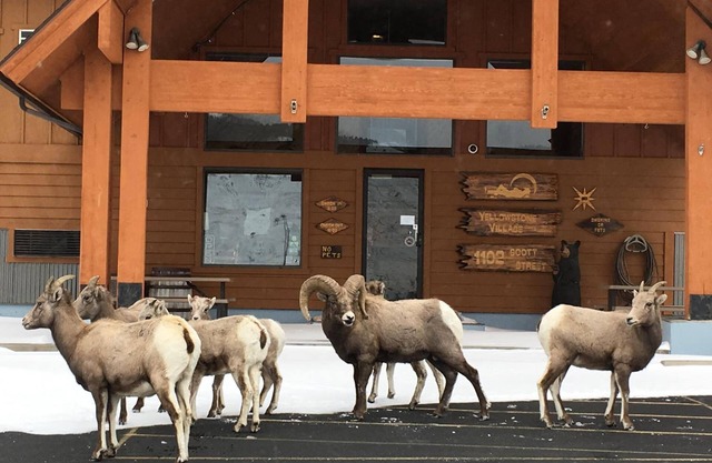 Yellowstone Village Inn and Suites