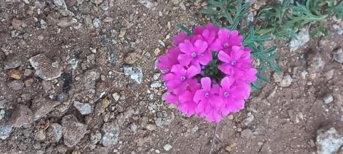 Yogitha farmhouse and Home stay