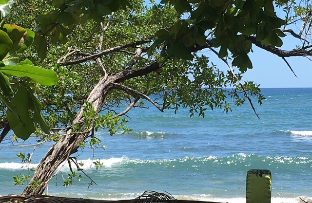 Vous imaginez le Costa Rica? Notre emplacement étant sur la plage est ce que vous imaginez:)