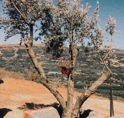 Majdal al-Shams Cabine | צימר סאפי