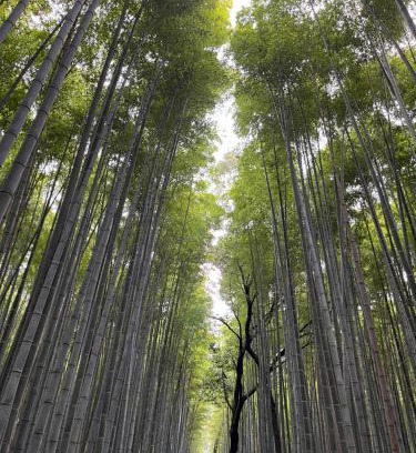 Arashiyama Appartement | 嵐山 天龍の宿 駐車無料 一棟貸切 最大5人 Dragon Legend Arashiyama Central Private Rare Modern House Free Parking Max 5ppl