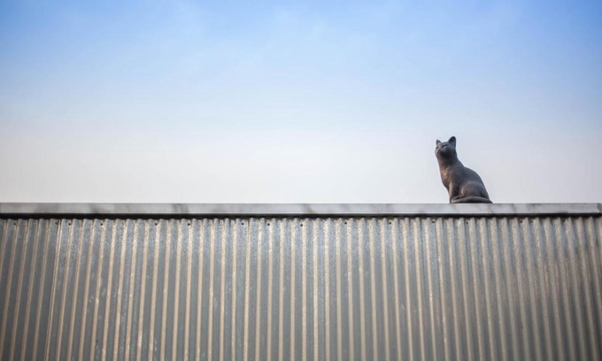 Yangyang Maison | 양철지붕위의 고양이Cat on a Hot Tin Roof
