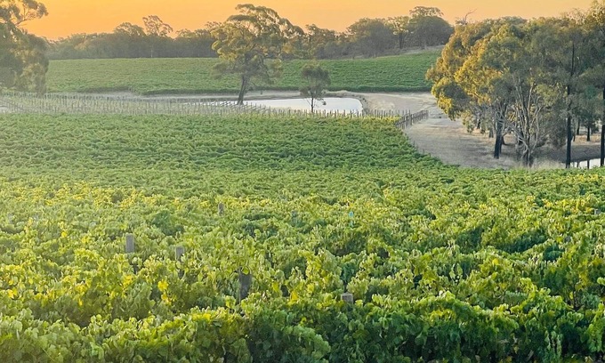 Ladys Pass Maison | 100 acres of Vineyard Perfection.