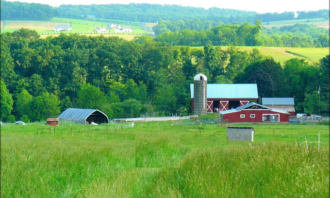 Sunbury Maison | 112-Acre Sheep Farm Guesthouse: Animaux, Nature, Paysage