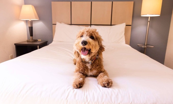 Morris Plains Hôtel | 2 Spacious 1BR Suites Perfect for Families Visiting NYC - Pets welcome