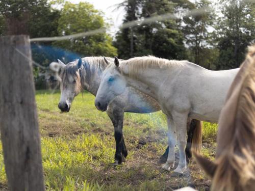 Moggill Maison | 6 Bed Equine Countryside Paradise at Moggill