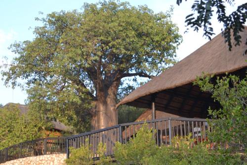 Musina Maison | Adansonia Eco Lodge