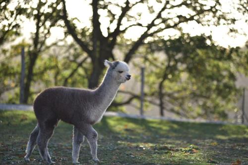 Monteluiano Maison | Agriturismo Il Beccafico Alpaca