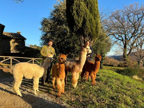 Pieve di Chio Appartement | Agriturismo Il Castellare