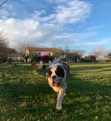 Vedelago Maison | Agriturismo il Podere Vedelago con San Bernardo, Alpaca e una Pentola di cose da scoprire