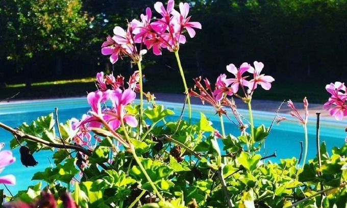 Bucine Autre | Agriturismo Il Sole Verde