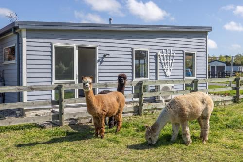 Rolleston Maison | Alpaca Serenity Farmhouse