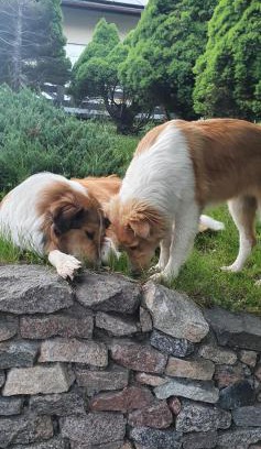 Koscierzyna Appartement | Apartament Wiwiana