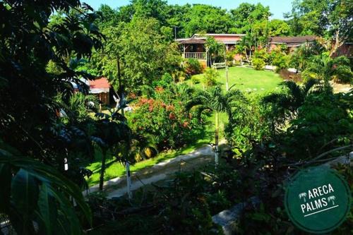 Port Antonio Maison | Areca Palms