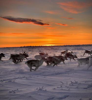 Kautokeino Cabine | Authentic Sami Reindeer Herding Adventure in Arctic Norway