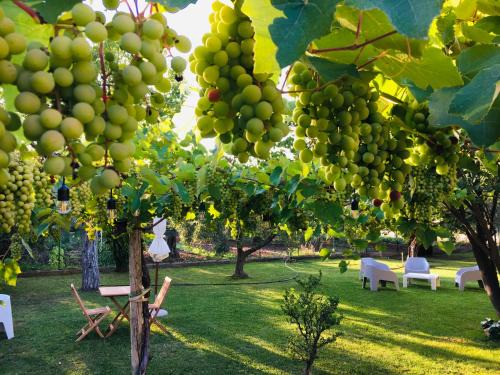 Nuova Cliternia Maison | Az. Agr. Parco dei Buoi