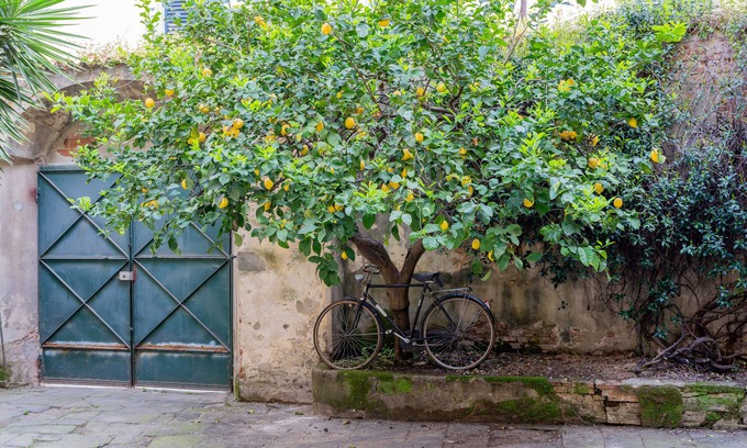 Pisa City Centre Maison | B&B Via Corsica 10