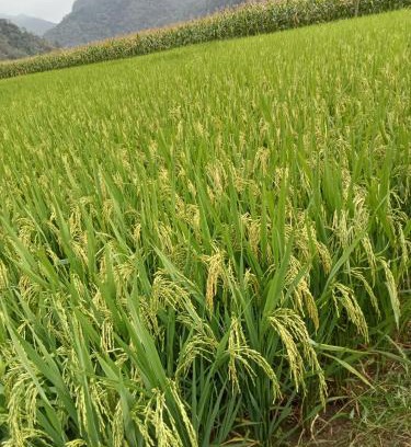 Nam Mau Cabine | Ba Be Village Homestay